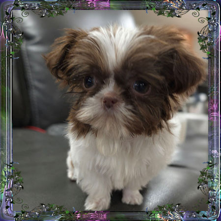 Tiny little female chinese imperial shih tzu puppies for sale teacup
